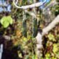PAU04 Williiamsonite drop earring short, tangiwai, pounamu (3)