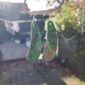 PAU07 Emerald green tangiwai earrings large, pounamu, taonga (2)