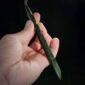 PAU15 Elegant Roimata, taonga, pounamu, kawakawa (4)
