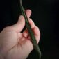 PAU15 Elegant Roimata, taonga, pounamu, kawakawa (5)