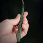 PAU15 Elegant Roimata, taonga, pounamu, kawakawa (6)