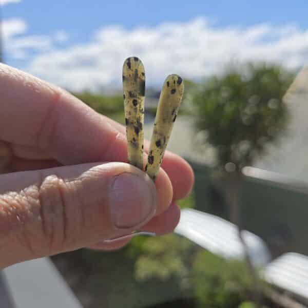 kokopu, taonga, pounamu, earrings (5) kokopu, taonga, pounamu, earrings (5)