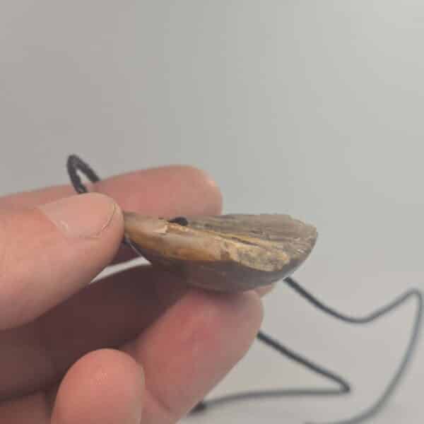 wood, niho, fossilized, petrified, taonga (1) wood, niho, fossilized, petrified, taonga (1)