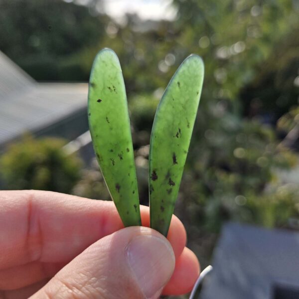 Cam124 Earrings, blade, taonga, wing, pounamu, kawakawa (2) Cam124 Earrings, blade, taonga, wing, pounamu, kawakawa (2)