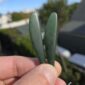 Cam124 Earrings, blade, taonga, wing, pounamu, kawakawa (3)