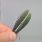 Cam124 Earrings, blade, taonga, wing, pounamu, kawakawa (4)