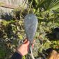 Cam132 Mere, takiri, douglas creek, taonga, patu, pounamu, mana, kaha (4)