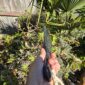 Cam132 Mere, takiri, douglas creek, taonga, patu, pounamu, mana, kaha (6)
