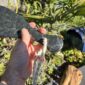 Cam132 Mere, takiri, douglas creek, taonga, patu, pounamu, mana, kaha (7)