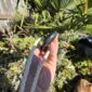 Cam132 Mere, takiri, douglas creek, taonga, patu, pounamu, mana, kaha (8)
