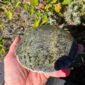 Cam137 Cobble, pounamu, serpentine, taonga, touchstone, display (10)