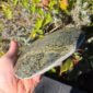 Cam137 Cobble, pounamu, serpentine, taonga, touchstone, display (11)