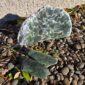 Cam138 Toki, roimata, display, set pounamu, jade, taonga (22)
