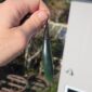 Cam153 Taonga, Pounamu, jade, wing, roimata (4)