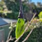 Cam154 Roimata, pounamu, jade, taonga (3)