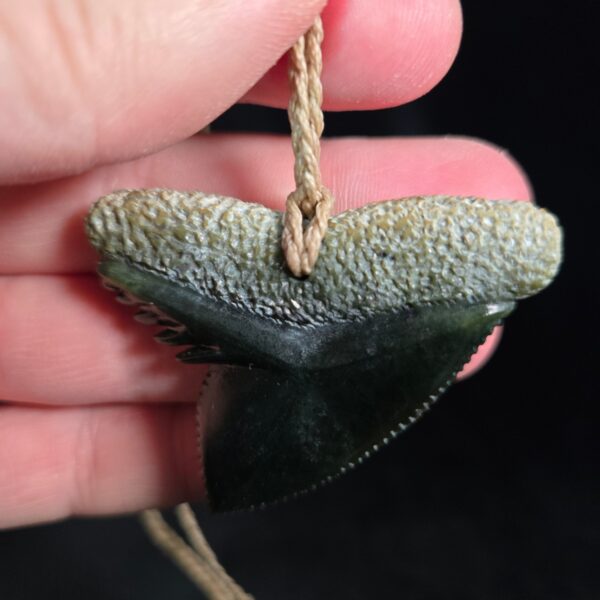 Cav24 Shark, mako, tiger shark, tooth, niho, pounamu, taonga (3) Cav24 Shark, mako, tiger shark, tooth, niho, pounamu, taonga (3)