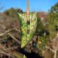 Dav29 Flower Jade, niho, tooth, taniwha, taonga, pounamu, jade (1)