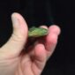 Dav29 Flower Jade, niho, tooth, taniwha, taonga, pounamu, jade (8)