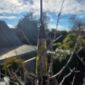 Cam167 totoweka, pounamu, karengo, jade, roimata (2)